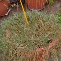 Agrostis x 'Bamboo Grenn Twist'